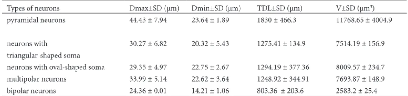 Table 2. Morphometric analysis of neurons of pyramidal layer of subiculum proper.