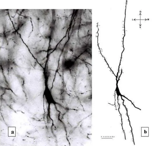 Fig. 1. (a) Microphotograph of Golgi impregnated pyramidal neuron in pyramidal layer, magniication x 400