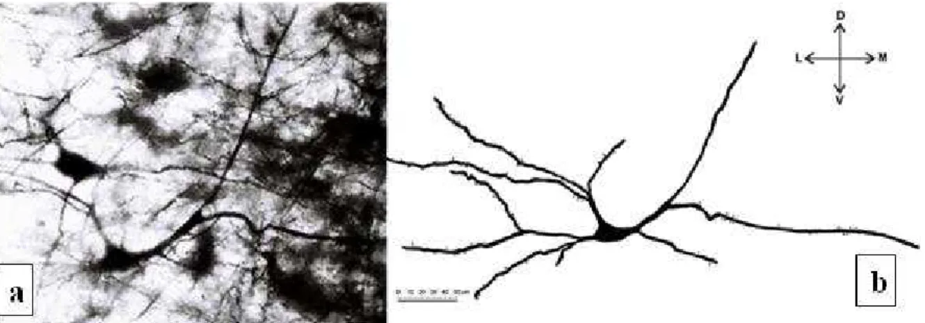 Fig. 3. (a) Microphotograph of Golgi impregnated triangular-shaped neuron in pyramidal layer, magniication x 400