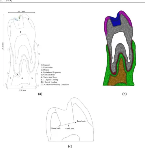 Figure 3. Schematic of the boundary conditions, loading, meshing model, and locations of the initial cracks