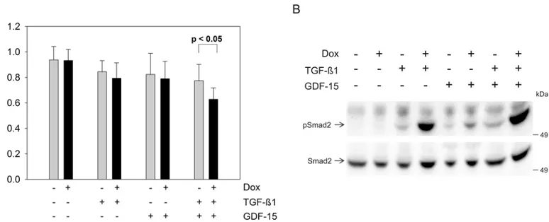 Fig 3. Influence of exogenous GDF-15 (100 ng/ml) on HCT116-TGFBR2 #5 cells. (A) Proliferation assay is displayed as an average of six replicates