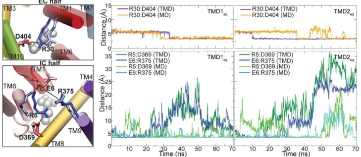 Fig. 7 shows the variation in distance between salt bridging residues for TMD -1 eq and TMD -2 eq simulations, in the monomer undergoing TMD, as well as the second monomer undergoing free MD (control system)