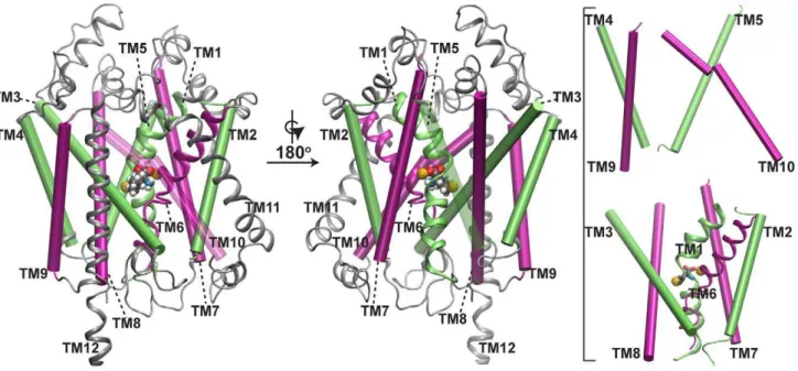 Figure 1. The crystal structure of LeuT. Views of the LeuT structure as would be seen along the plane of the lipid bilayer, oriented such that the upper side represents the extracellular half