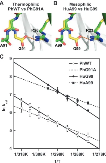 Figure 2. The salt-bridge restraining the active-site arginine residue resulted in a stronger temperature dependency of the acylphosphatase activity