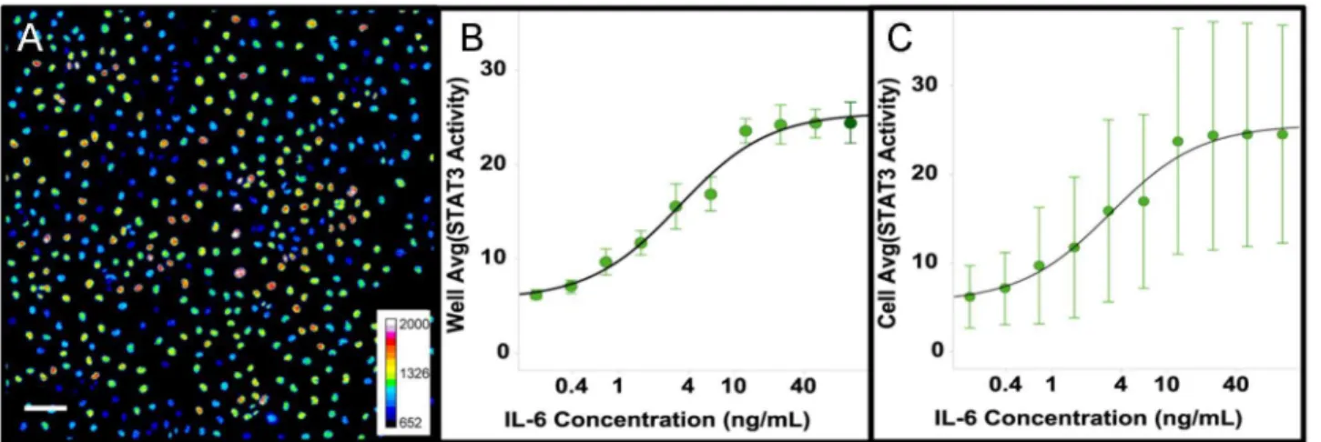 Figure 1. Heterogeneity in the activation STAT3 in Cal33 cells. Cal33 cells were treated with IL-6 (50 ng/ml) for 15 min