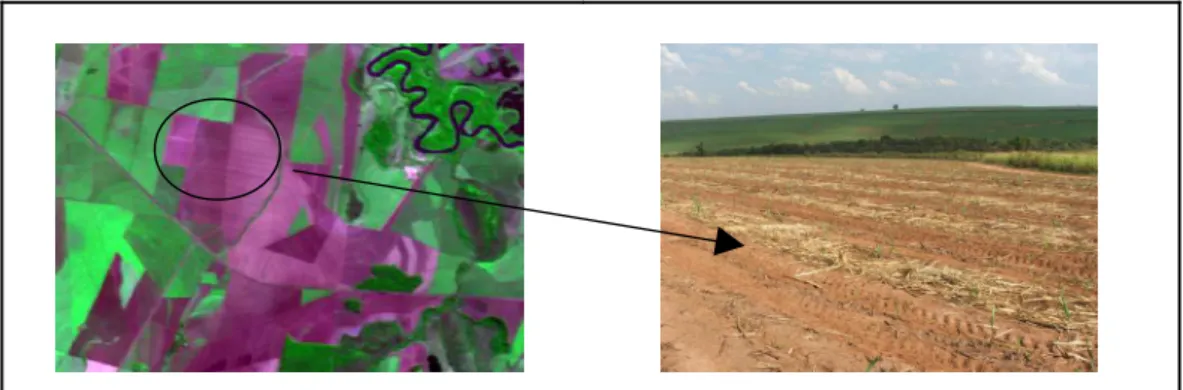 Figure  2.  Spectral  behavior  of  the  sugarcane  areas  harvested  manually.  Color  composition  342  RGB  (left)  and  image  obtained in the ield (right).