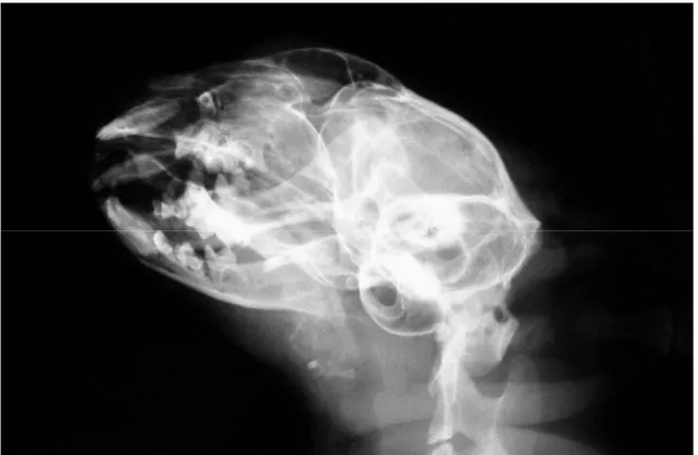 Figure 3. Left lateral oblique radiograph of the head immediately after surgery showing the opened  mouth
