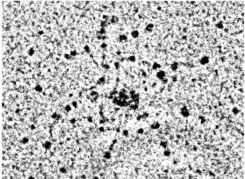 Figure 11. Rotary shadowing electron microscopy of r EPclB. (A) Internal structure of a small aggregate of rEPclB molecules