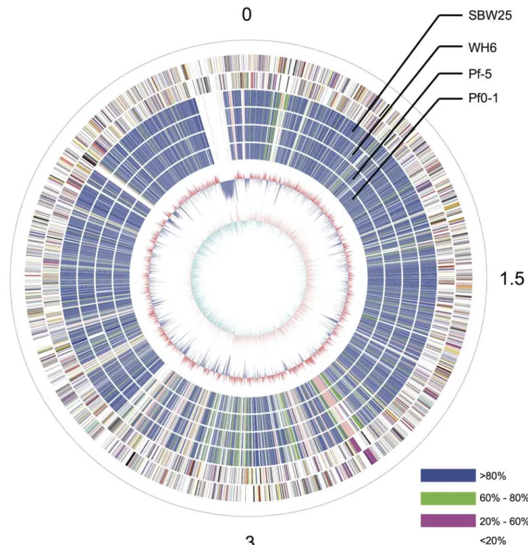 Fig 1. Circular graph of P. fluorescens GcM5-1A. From the outer to the innermost circle, circle 1 presents the physical coordinates, in 100,000 bp per interval, as defined by the black sticks