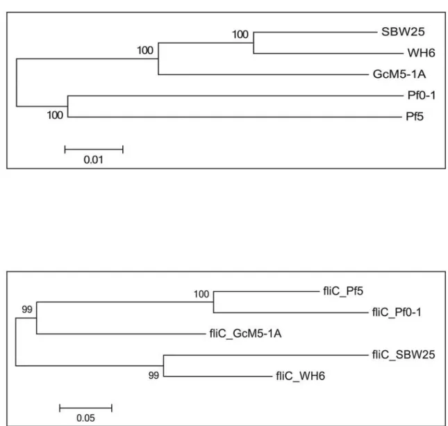 Fig 4. Phylogenetic tree of the five sequenced P. fluorescens isolates and the phylogenetic tree of fliC genes