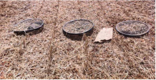 FIGURA  4  Esquema  de  amostragem  de  perdas  na  colheita  mecanizada de soja 