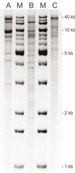 Figure 3. HpaI plasmid profiles of bla CTX-M-94 -, bla CMY-2 - and bla CTX-M-100 -harbouring plasmids