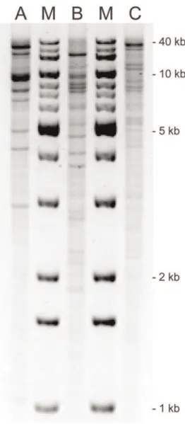 Figure 3. HpaI plasmid profiles of bla CTX-M-94 -, bla CMY-2 - and bla CTX-M-100 -harbouring plasmids