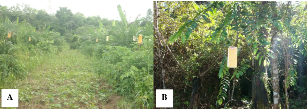Figura  7  -  Detalhes  das  armadilhas  adesiva  instaladas  nos  sistemas  de  cultivo  de  palma  de  óleo  (A)  e  em  bordadura (B)
