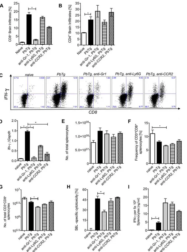 Fig 5. Early monocyte depletion prevents IFNγ producing T cell infiltration into the brain but does not affect peripheral PbTg-specific CTL