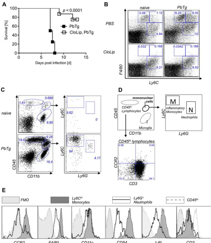 Fig 1. Depletion of Ly6C+F4/80+ cells, which are present in brains of ECM positive mice, prevents ECM