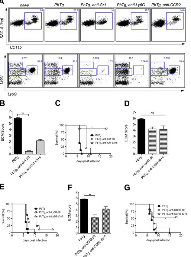 Fig 2. Early depletion of inflammatory monocytes protects PbTg infected mice against arising ECM