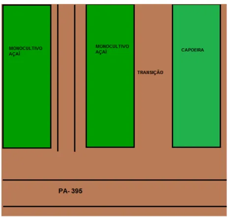 Figura  5  -  Croqui  esquemático  da  área  2  (Monocultivo  de  açaí)  com  detalhamento  para  localização  das  áreas avaliadas (monocultivo, área de transição e floresta secundária ou floresta secundária).