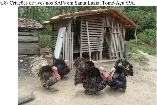 Figura 8- Criações de aves nos SAFs em Santa Luzia, Tomé-Açu /PA. 