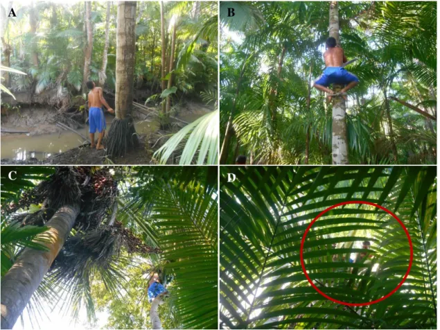 Figura 10. A) Cortador analisando miriti para corte; B e C) Escalada de árvore próxima ao miritizeiro para fazer  a “passagem” e; D) Cortador na copa do miritizeiro cortando os cachos