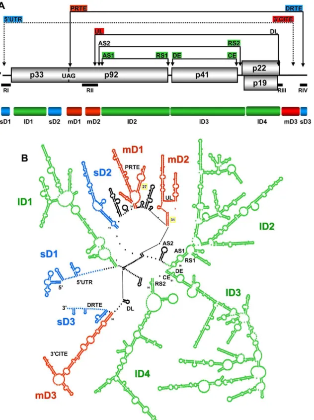 Figure 4. Proposed RNA domains in the TBSV genome. (A) Linear representation of the TBSV RNA genome