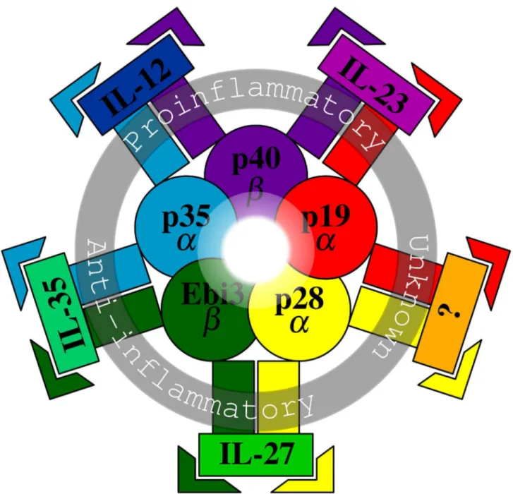 Figure  1.    Schematic  diagram  of  IL-12  family.    The  diagram  illustrates  the  currently  known  5  chains  (the  innermost  zone), composite cytokines with their proposed functions (the middle zone), and their receptors (the outermost zone)