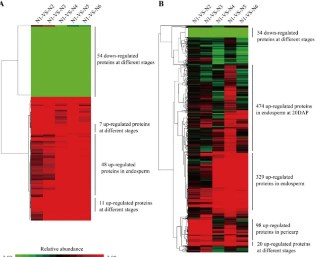 Fig 4. Hierarchical clustering analysis for the patterns of differentially expressed proteins in maize kernel development