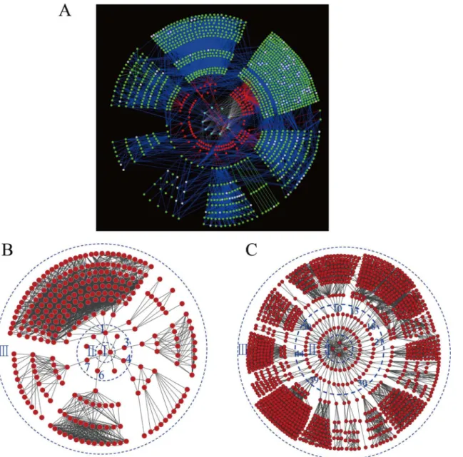 Fig 5. A complex network of 125 proteins (A), proteins expressed in the pericarp only (B) and endosperm only (C) from two maize inbred lines at respective time points