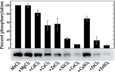 Fig. 2. in vitro phosphorylation of VicK in the combined presence of Mn 2+ and other various metal cations