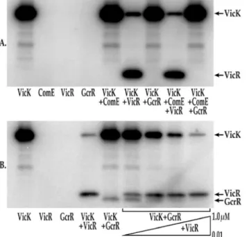 Fig. 3. in vitro transphosphorylation of VicR and GcrR by VicK. A) Phosphorylation of VicR and GcrR by VicK in the presence of MgCl 2 