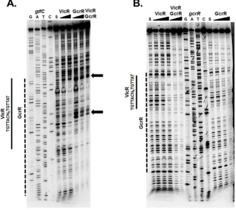 Fig. 4. DNaseI footprinting of the gtfC and gcrR promoter regions. (A) VicR or GcrR at increasing concentrations (0.25 and 0.5 mM) or a combination of VicR and GcrR at an equimolar concentration (0.5 mM) were incubated with labeled gtfC DNA substrate
