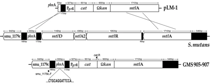 Fig. 5. Construction of the S. mutans fusion strains GMS905, GMS906, and GMS907. The integration of the PgcrR:cat fusion that is resident on plasmid pLM1 occurred via a double cross-over event into the chromosome of S