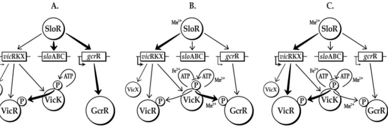 Fig. 7. In vitro model of manganese-independent (A) and –dependent cross-regulation involving S