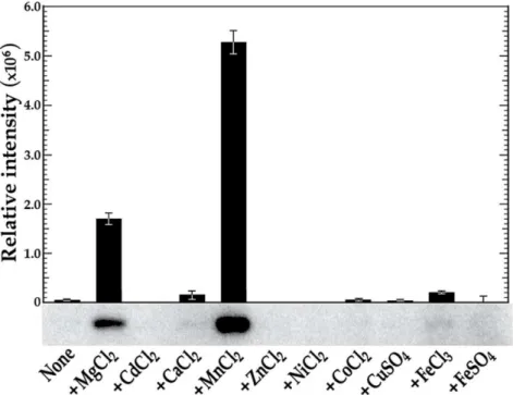 Fig. 1. in vitro phosphorylation of VicK in the presence of various metal cations. VicK (1 mM) was incubated in 100 mM Tris-HCl, pH 7.5 containing 1 mM of the designated cations and 0.10 mM [c- 32 P] ATP at room temperature for 15 minutes