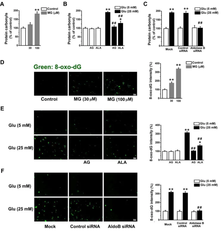 Figure 4. Knockdown of aldolase B prevented protein and DNA oxidation in high glucose-treated EA