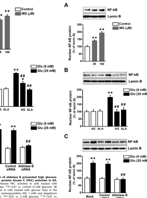 Figure 6. Knockdown of aldolase B prevented high glucose- glucose-increased membrane protein kinase C (PKC) activities in EA.
