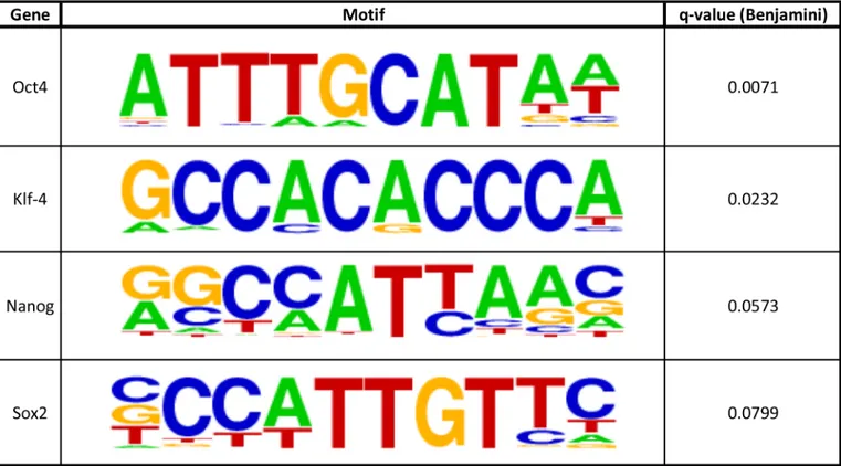 Fig 4. Computationally derived active enhancer sites. HOMER motifs with their associated gene at enhancer binding site locations, as defined by surrounding nucleosome positioning (Methods)