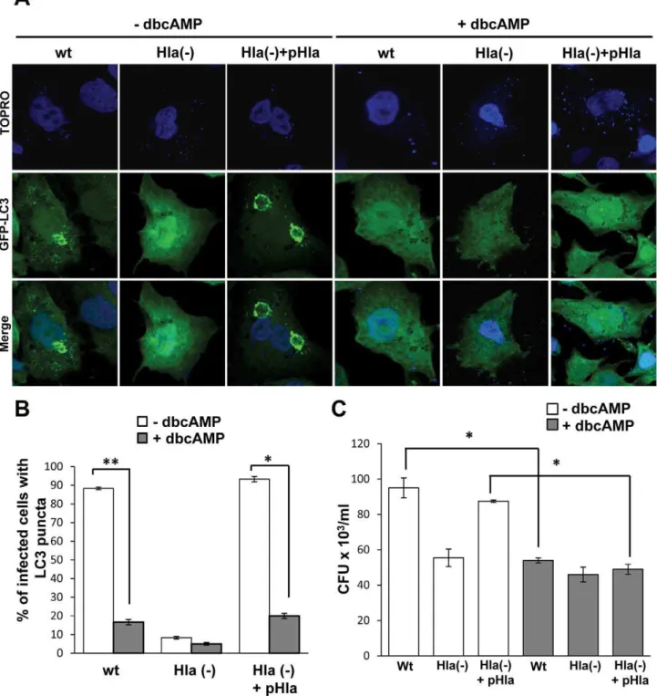 Figure 8. cAMP inhibits S. aureus –induced autophagy. (A) GFP-LC3 CHO cells were preincubated with 1 mM dybutiryl cAMP (+dbcAMP) for 30 min and then were infected for 4 h in the presence of db cAMP with the wt strain of S