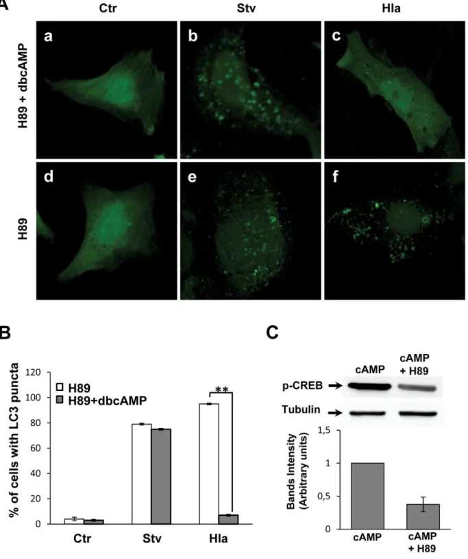 Figure 2. PKA inhibition does not affect the autophagic response induced by Hla. (A) GFP-LC3 CHO cells were preincubated for 30 min with 10 mM H89, a PKA inhibitor, in the presence (panels a, b, and c) or absence (panels d, e, and f) of 1 mM dbcAMP
