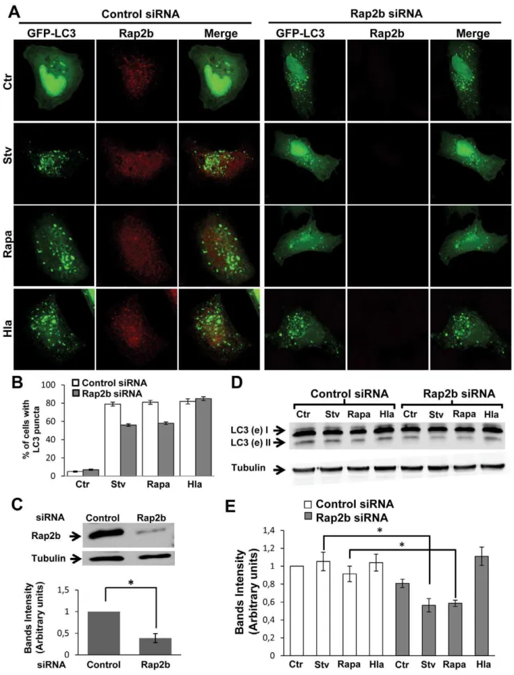 Figure 5. Rap2b knockdown does not affect Hla-induced autophagy. (A) HeLa cells were cotransfected with Rap2b siRNA and GFP-LC3 (right panel) or irrelevant siRNA and GFP-LC3 (left panel)