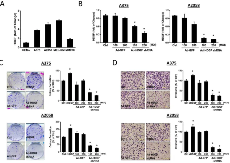 Figure 1. Expression level of HDGF and effects of HDGF on tumorgenicity of human melanoma cells in vitro