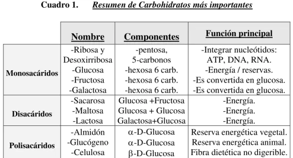 Cuadro 1.    Resumen de Carbohidratos más importantes 