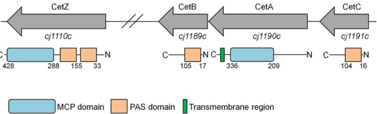 Figure 2. Representative swarming and taxis assays. Representative swarming plates showing wild-type, DcetA, DcetB, DcetAB and DflaAB strains after 24 hours incubation at 37uC in microaerobic conditions in: A) Brucella (0.4% agar, 0.01% TTC) and B) DMEM su