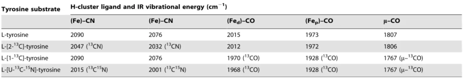 Table 3. Summary of energies of the assigned CO and CN 2 vibrational modes for the CpI hydrogenase H-cluster with bound exogenous CO.