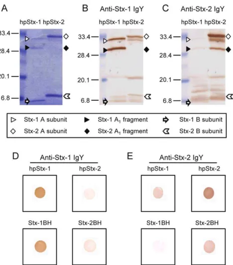 Figure 1. Western blot analysis and dot blot analysis. (A–C) Western blot analysis of anti-Stx-1 IgY and anti-Stx-2 IgY