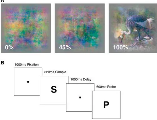 Figure 1. Stimuli and Behavioral Task (A) An example natural image is shown at three coherence levels, corresponding to 100% (undegraded), 45% (degraded), and 0% (pure visual noise).
