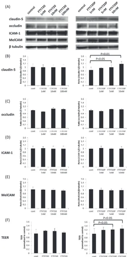 Fig 1. The effects of fingolimod and fingolimod-phosphate on BMECs. (A) The effects of fingolimod and fingolimod-phosphate on tight junction proteins, such as claudin-5 and occludin, and adhesion molecules, including ICAM-1 and MelCAM, in the human brain m