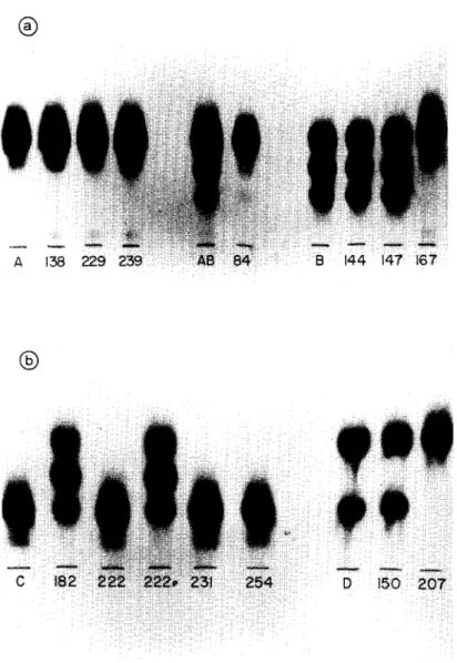 Fig.  1. GPI enzyme patterns of  T.  cruzi  strains before and after maintenance in C3H mice: (a) T