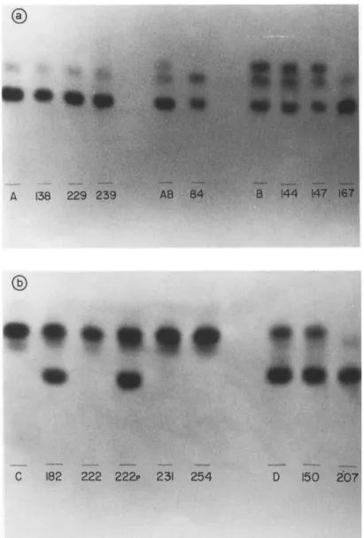 Fig.  2.  PGM  enzyme patterns  of  T.  cruzi  strains before  and  after maintenance in  C3H  mice:  (a)  T