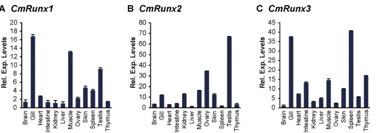Figure 5. Expression patterns of elephant shark Runx genes. Relative expression levels of (A) CmRunx1, (B) CmRunx2 and (C) CmRunx3 in various tissues of the elephant shark determined by qRT-PCR.